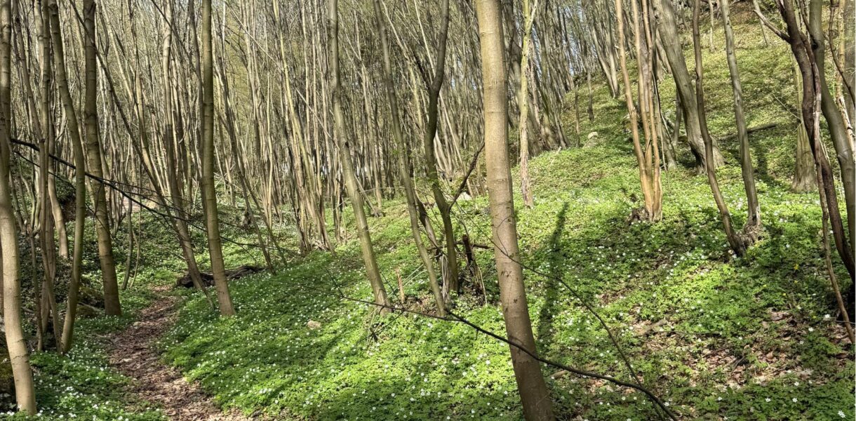 Dolina Będkowska koło Kakowa - wiosenny las.