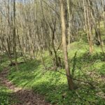 Dolina Będkowska koło Kakowa - wiosenny las.