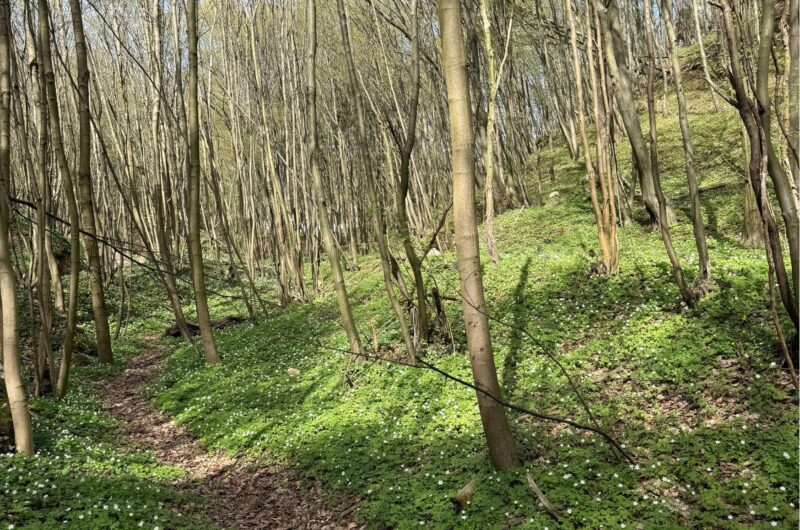 Dolina Będkowska koło Kakowa - wiosenny las.