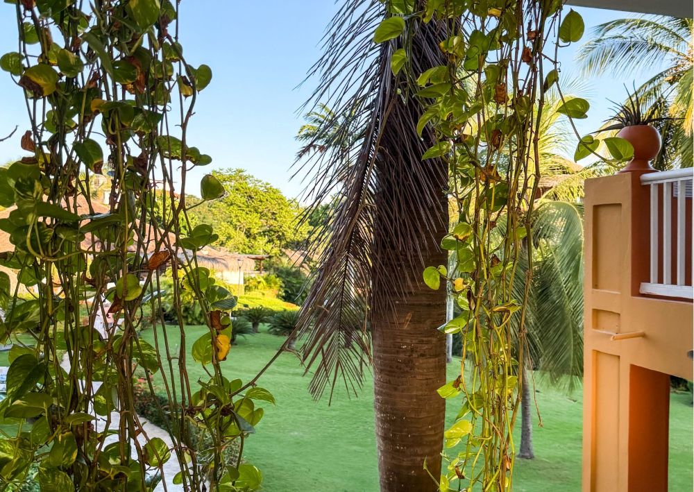 Roślinność w Dominikanie