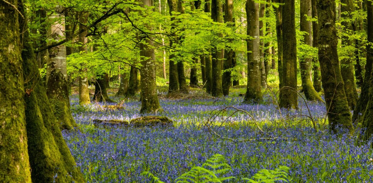 kwitnąca łąka w lesie majówka w Polsce spokojna natura