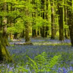 kwitnąca łąka w lesie majówka w Polsce spokojna natura
