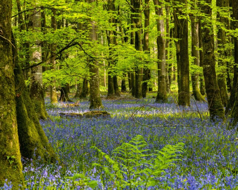 kwitnąca łąka w lesie majówka w Polsce spokojna natura