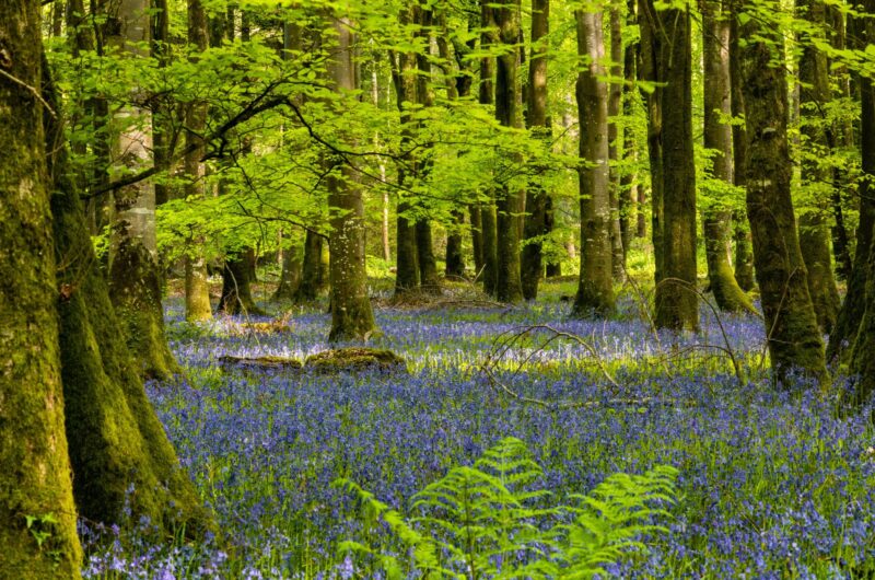 kwitnąca łąka w lesie majówka w Polsce spokojna natura
