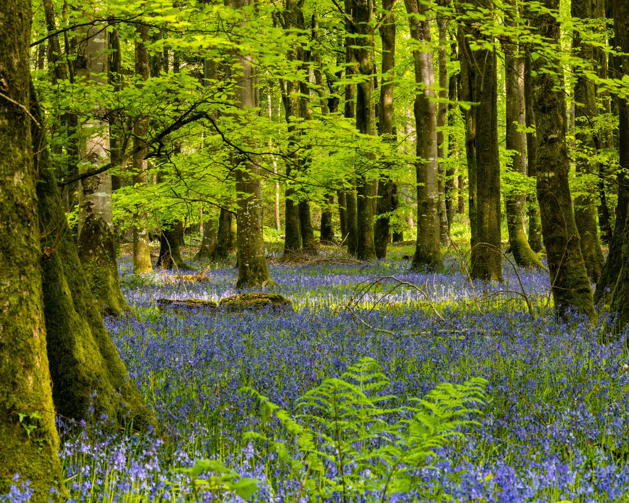 kwitnąca łąka w lesie majówka w Polsce spokojna natura