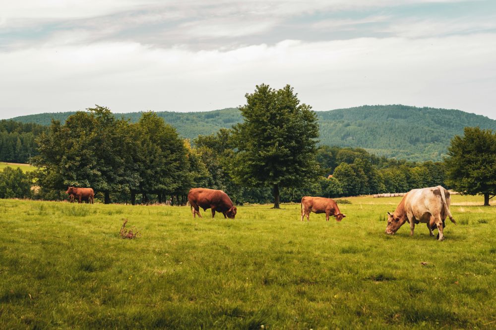 Beskid Niski majówka w Polsce krowy na pastwisku i górskie krajobrazy